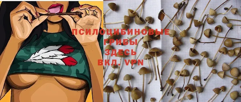 Галлюциногенные грибы Cubensis  цены   Высоковск 